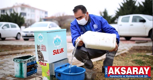 Sokak hayvanları düzenli olarak besleniyor