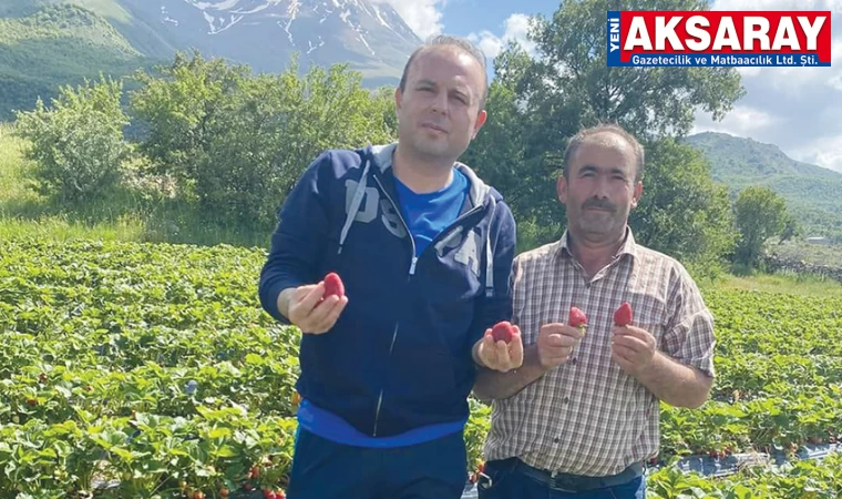 Aksaray’da mevsimin ilk çilekleri çıktı