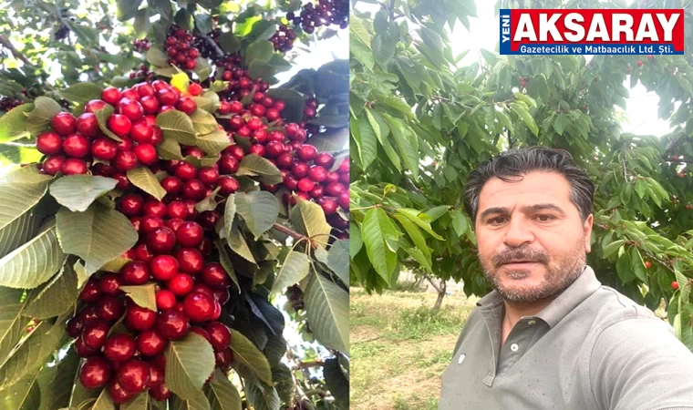 Kiraz yemek beleş, toplayıp götürmek paralı