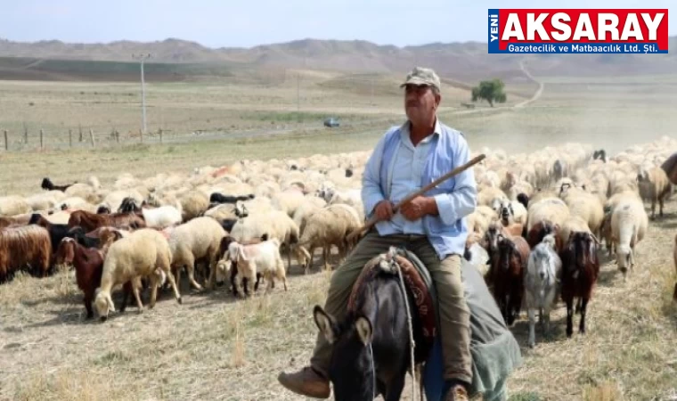 Çoban bulunmaz oldu