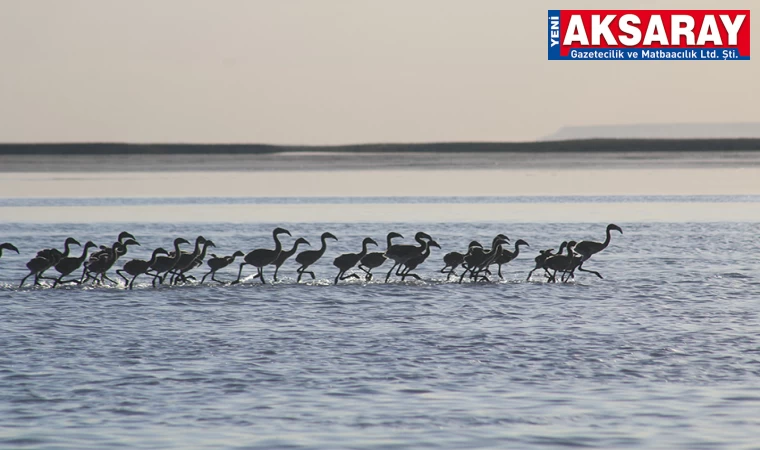 Flamingo yavruları Tuz Gölü'nde büyüyor