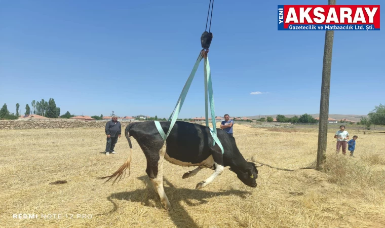 Foseptik çukuruna düşen inek kurtarıldı