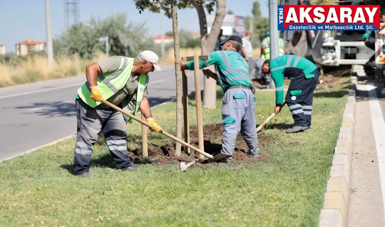 Belediye ağaç dikiyor