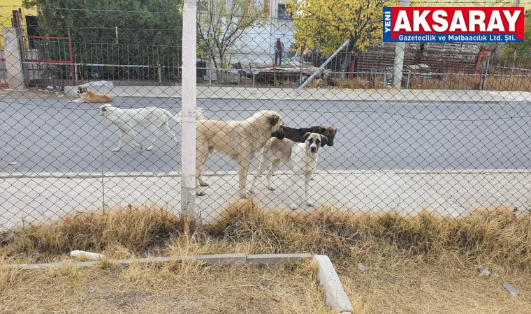 OSB’yi köpekler bastı