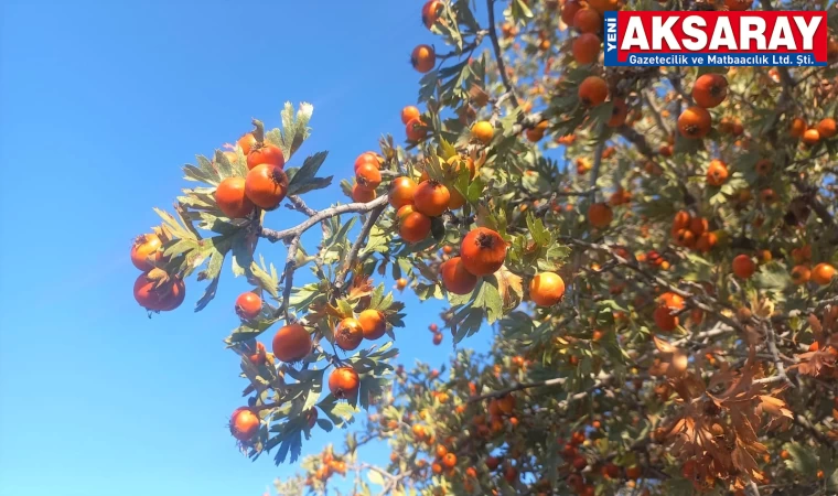 Şifa deposu alıç meyvesine rağbet arttı