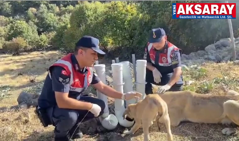 Sokak hayvanlarının sulukları yenilendi