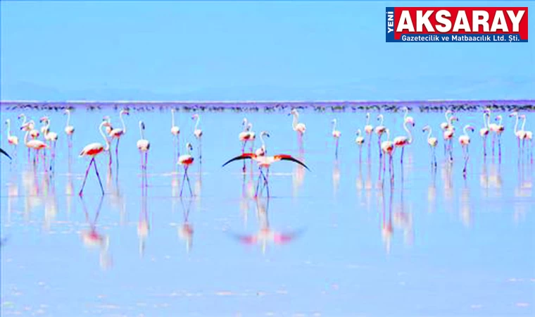 Tuz Gölü’nde flamingolar göç telaşında