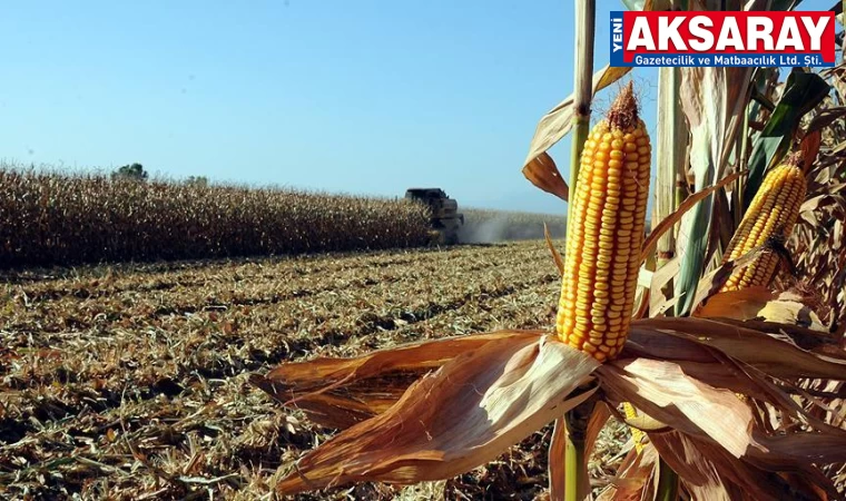 AKSARAY’DA EKİM ALANI ARTTI Hem ürünü hem de sapı para kazandırıyor