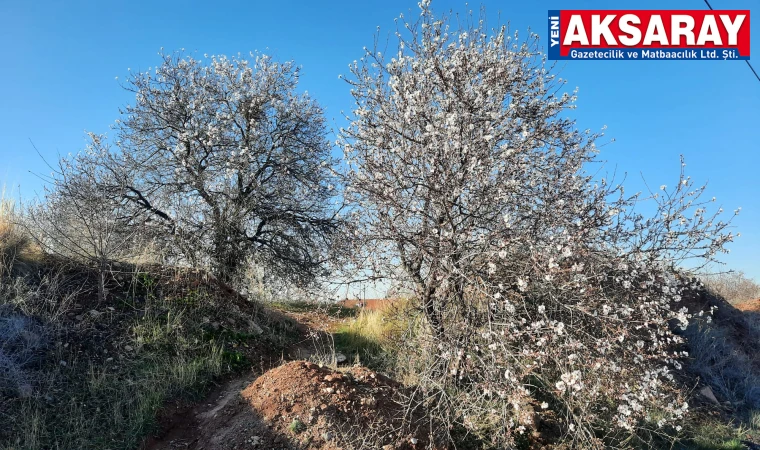 Ağaçlar çiçek açtı, bahçe sahipleri tedirgin