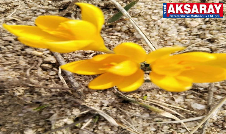 Çiçek açan çiğdemler baharı müjdeledi