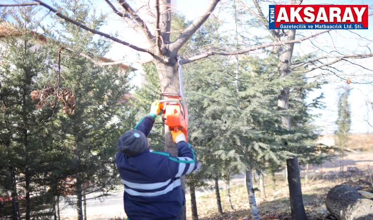 Parklarda ağaçlar budanıyor