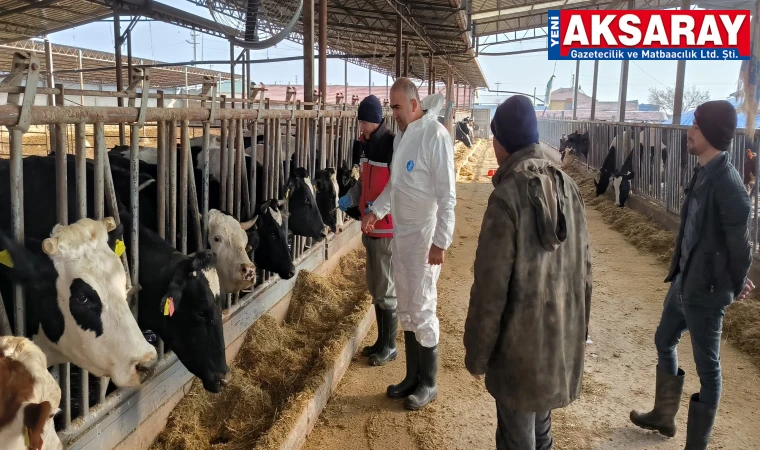 Şap hastalığına karşı ücretsiz aşı yapılıyor