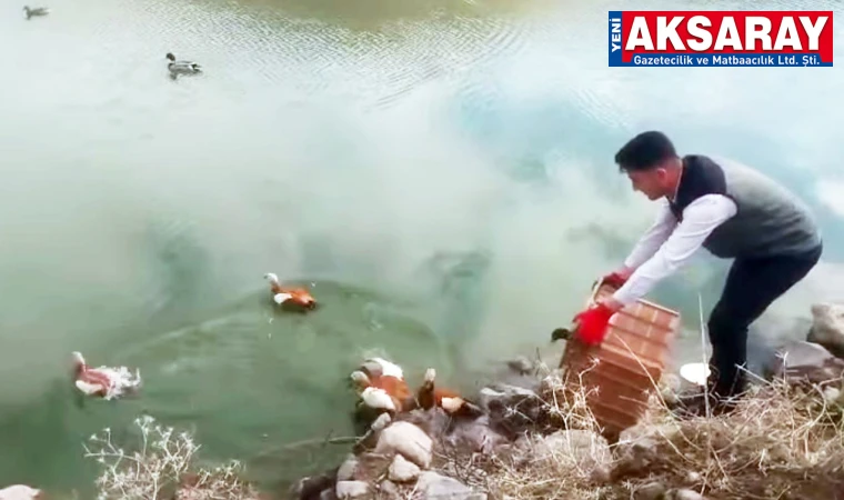 Yakalanan yaban ördekleri doğaya salındı