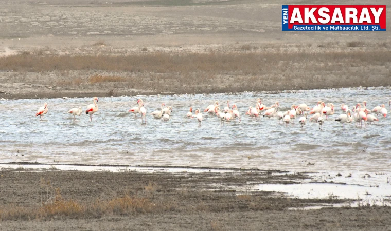 Flamingolar Tuz Gölü’e gelmeye başladı