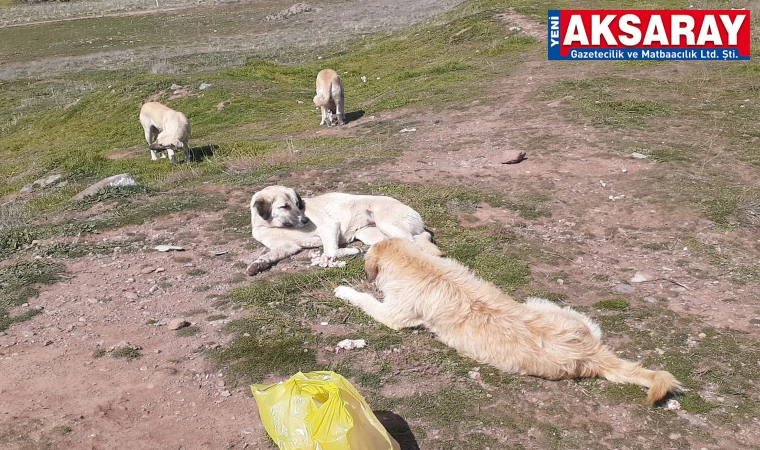 Hanobası sakinleri köpeklerden dertli