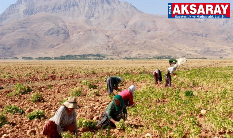 Kırsal nüfusun oranı yüzde 23’e geriledi