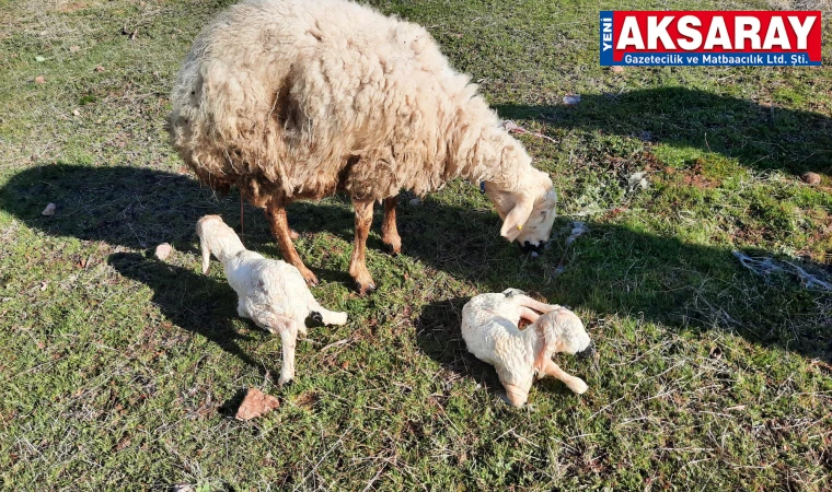 Kuzulayan koyunlar meralara çıktı