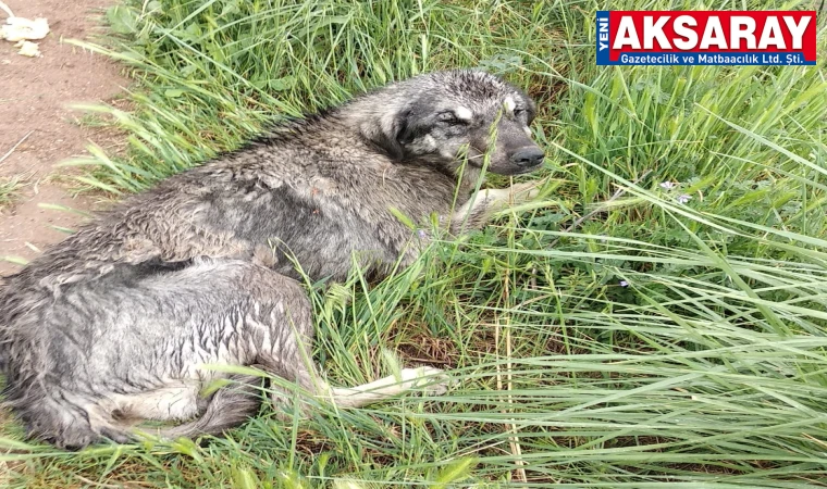 Aracın çarptığı köpeğe sahip çıkan olmadı