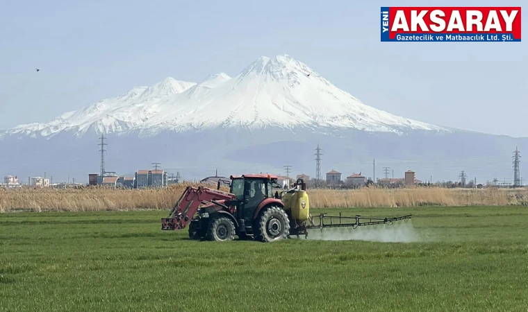 Arpa ve buğday alanlarını ilaçlamayı unutmayın