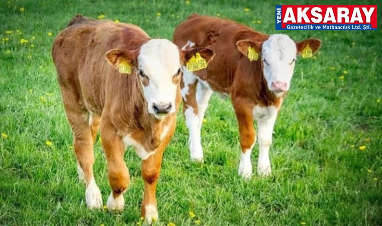 Buzağı Desteklemesinde 2. Dönem Başvuruları yapılacak