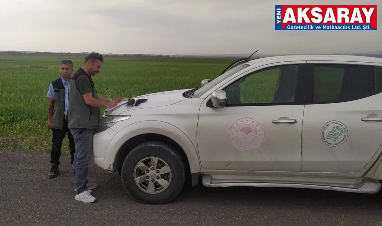 Sığırcık avlayana ceza verildi