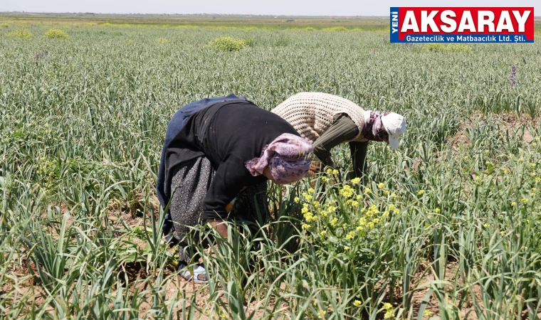 Aksaray’ın sarımsağı Rusya ve Almanya’nın ilaç sanayiine gönderiliyor