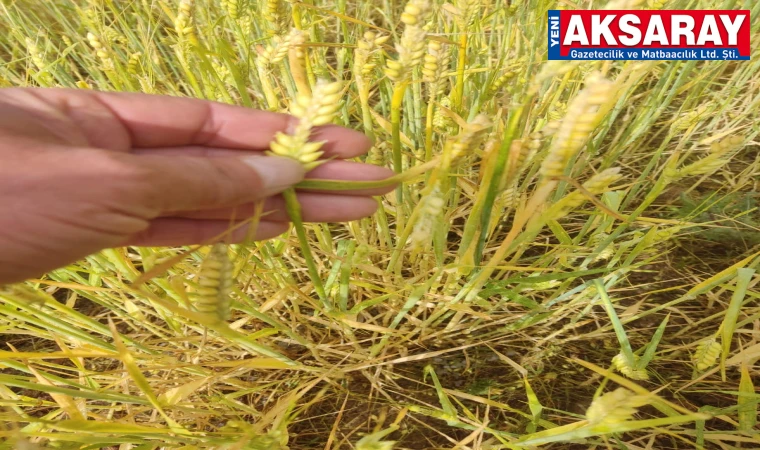 Bağlar, çilek bahçeleri ve buğday başakları hasar gördü