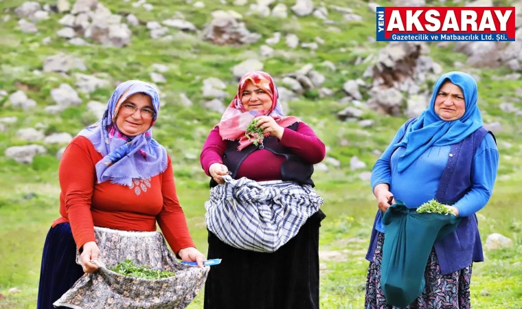 Bahar serin gidince madımak geç çıktı