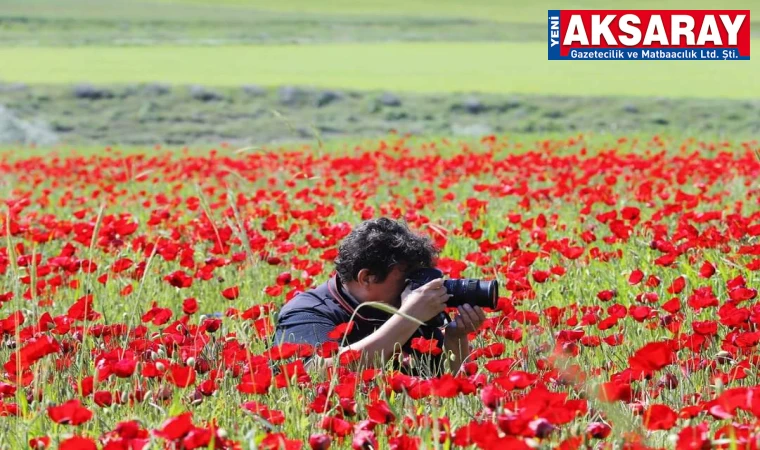 Gelincik tarlaları fotoğraf sanatçılarının akınına uğruyor