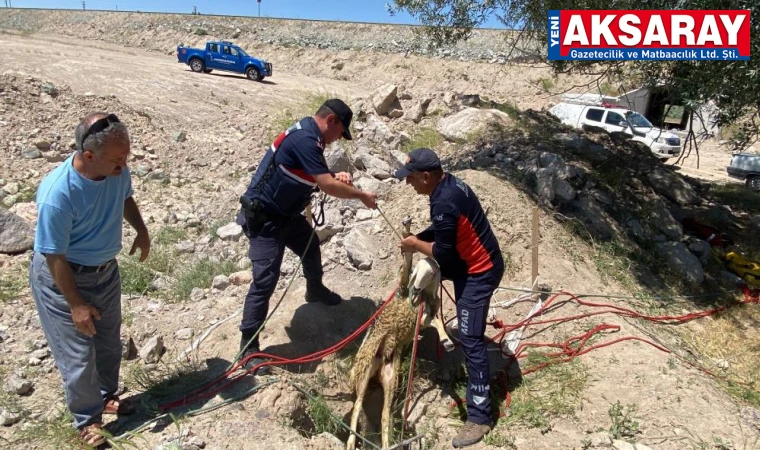 Çay molası kuyuya düşen koyunu fark ettirdi