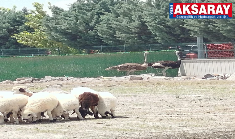 Koyunlarla birlikte Deve Kuşuda besliyormuş