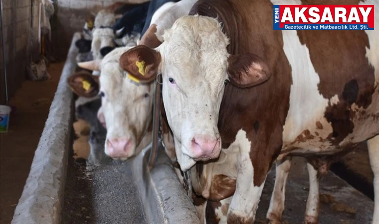 Kurban alırken dikkat edilecek hususlar