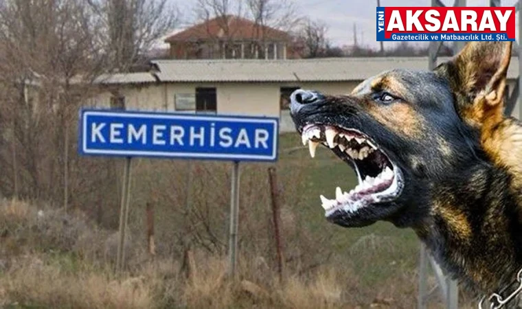 Sokak köpeği ısırdı, kuduz karantinası başlatıldı