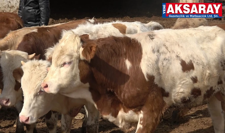 UZMANI UYARDI: Yeni kesilmiş kurban etini buzdolabına koymayın