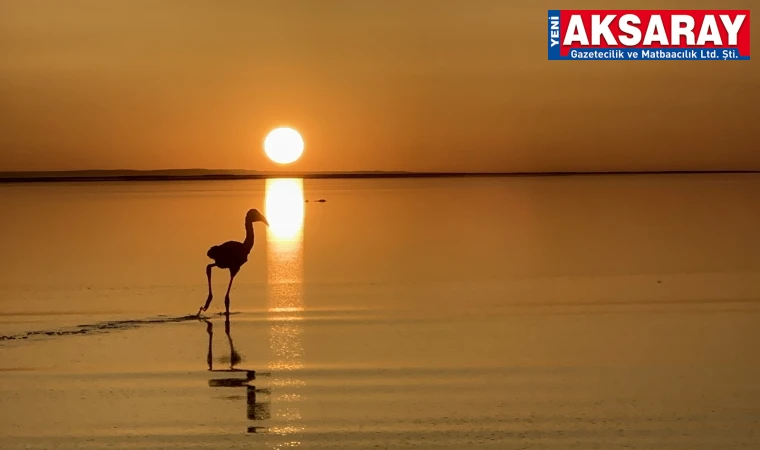 Yavru flamingolar Tuz Gölü’nü şenlendirdi