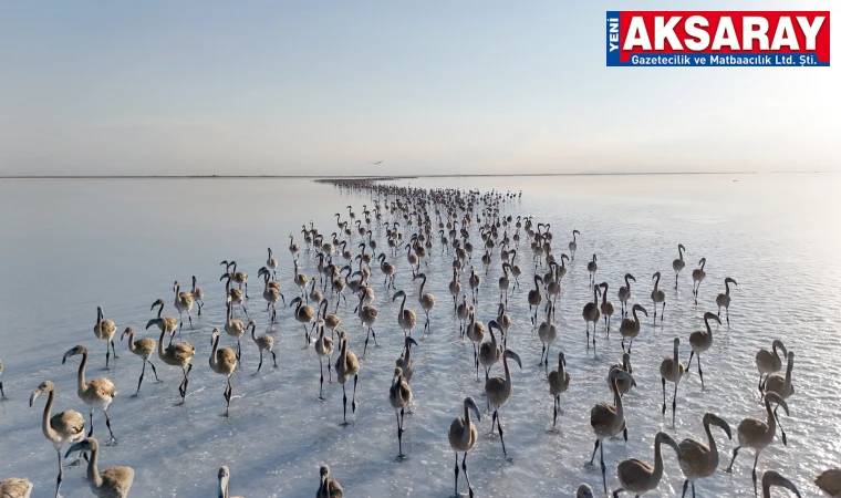 Tuz Gölü yavru flamingolarla şenlendi