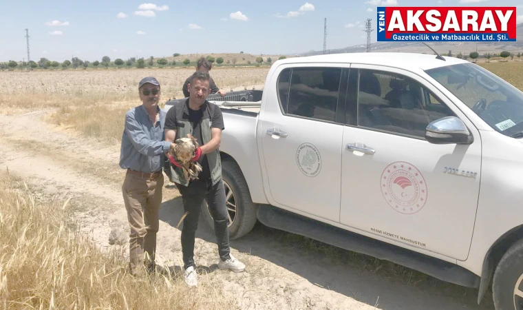 Yaralı kartal için adeta nöbet tuttu