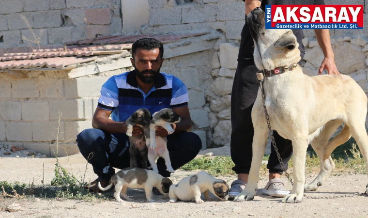 YURDUN DÖRT BİR YANINA GÖNDERİYOR Yılda 130 Malaklı yavrusu yetiştiriyor