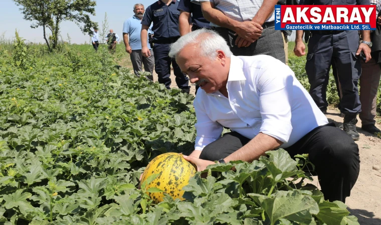 AMARAT KARPUZU-TAŞPINAR HALISI İki yöresel ürün yerinde incelendi