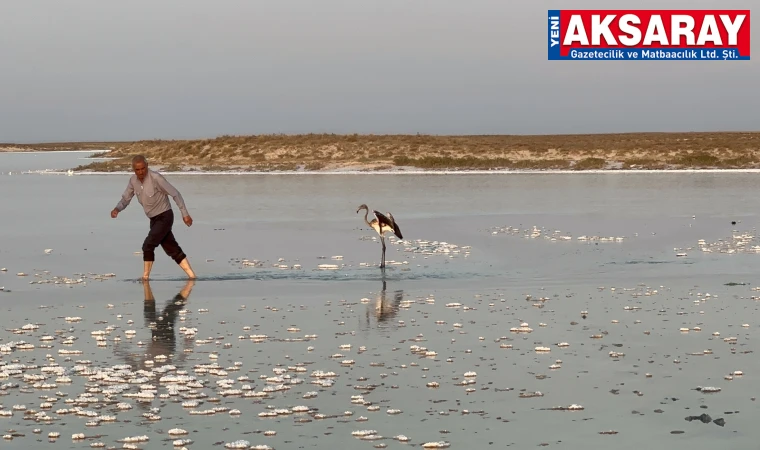 Çiftliğe düşen yavru flamingo Tuz Gölü’ne bırakıldı