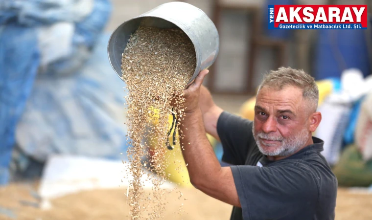 HELVADERELİ ÇİFTÇİYİ KANDIRMIŞLAR Ata tohumu diye verdikleri buğdaylar verimsiz çıktı