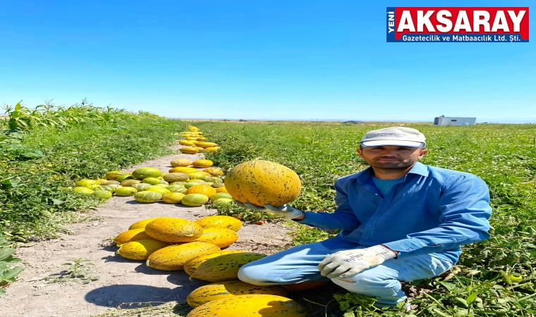 Kavun ve karpuz ekiminde yarış başladı