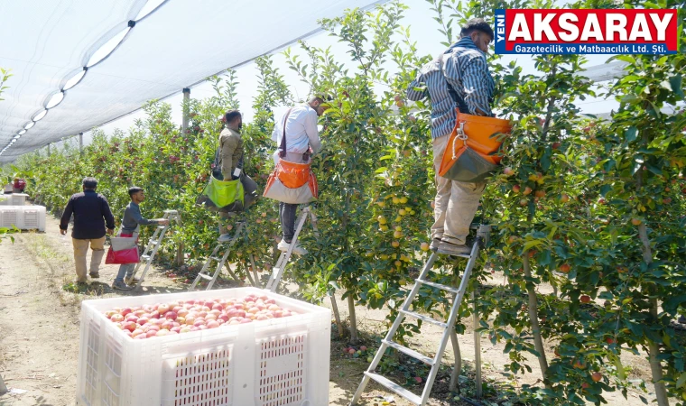 Komşu da elma hasadı başladı