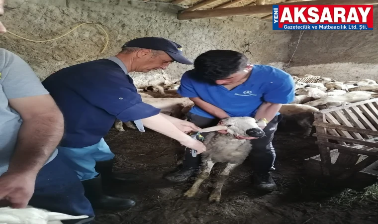 Küçükbaş hayvanlara aşı ve kimlikleme yapıldı