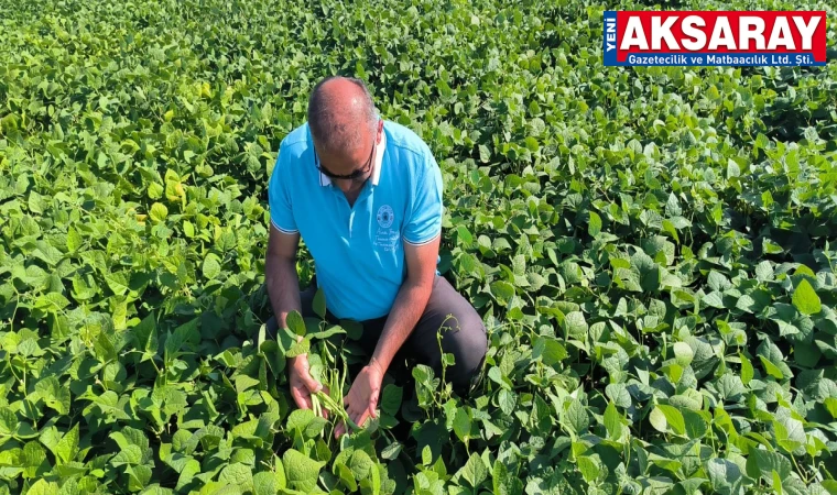 Kuru fasulye tarlasında inceleme yaptılar