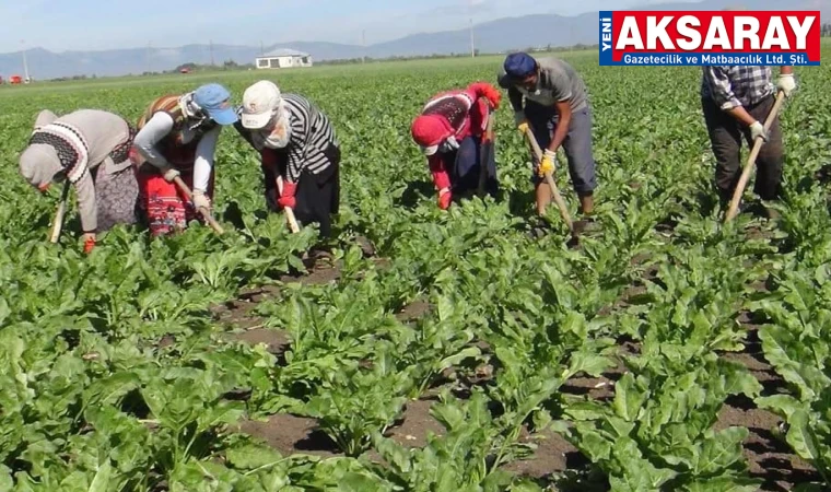 Mevsimlik işçilerin mesaisi devam ediyor