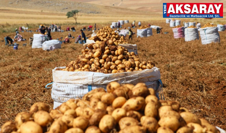 Patates tarlada 5 liraya düştü