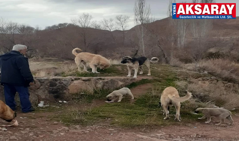 ARTIK YAPMAYACAKSIN DENİLDİ Sokak hayvanlarının dostuydu, emekli oldu