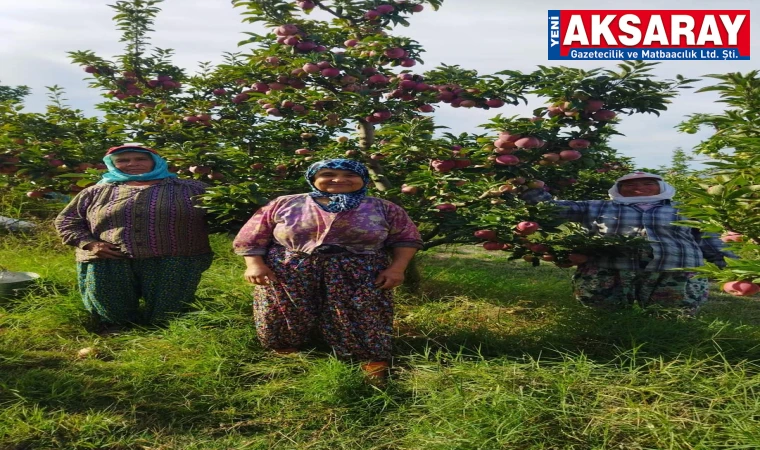 Bölgemizde elma hasadı başladı