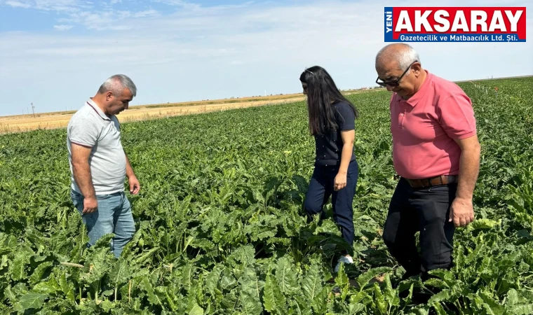 Teknik ekip pancar ekim alanlarını inceledi